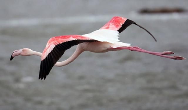 Посеред зими в Україну прилетів фламінго: фото Посеред зими в Україну прилетів фламінго: фото