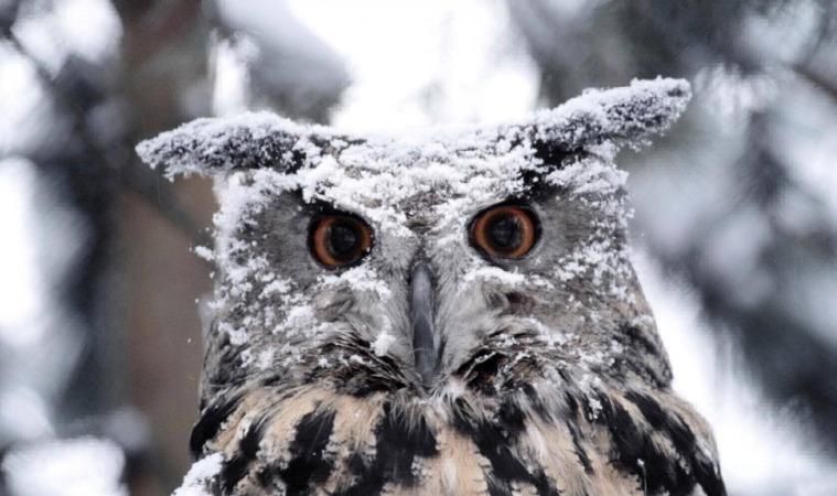 Погода 18 січня в Україні - потужний циклон з Європи суне Погода 18 січня в Україні - потужний циклон з Європи суне