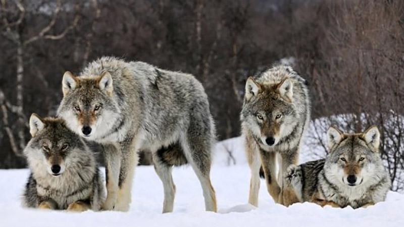 Волки атаковали село на Житомирщине