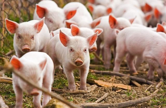 Украина запретила ввоз свиней из Польши