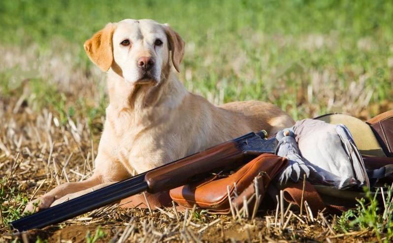 В России собака на охоте застрелила охотника