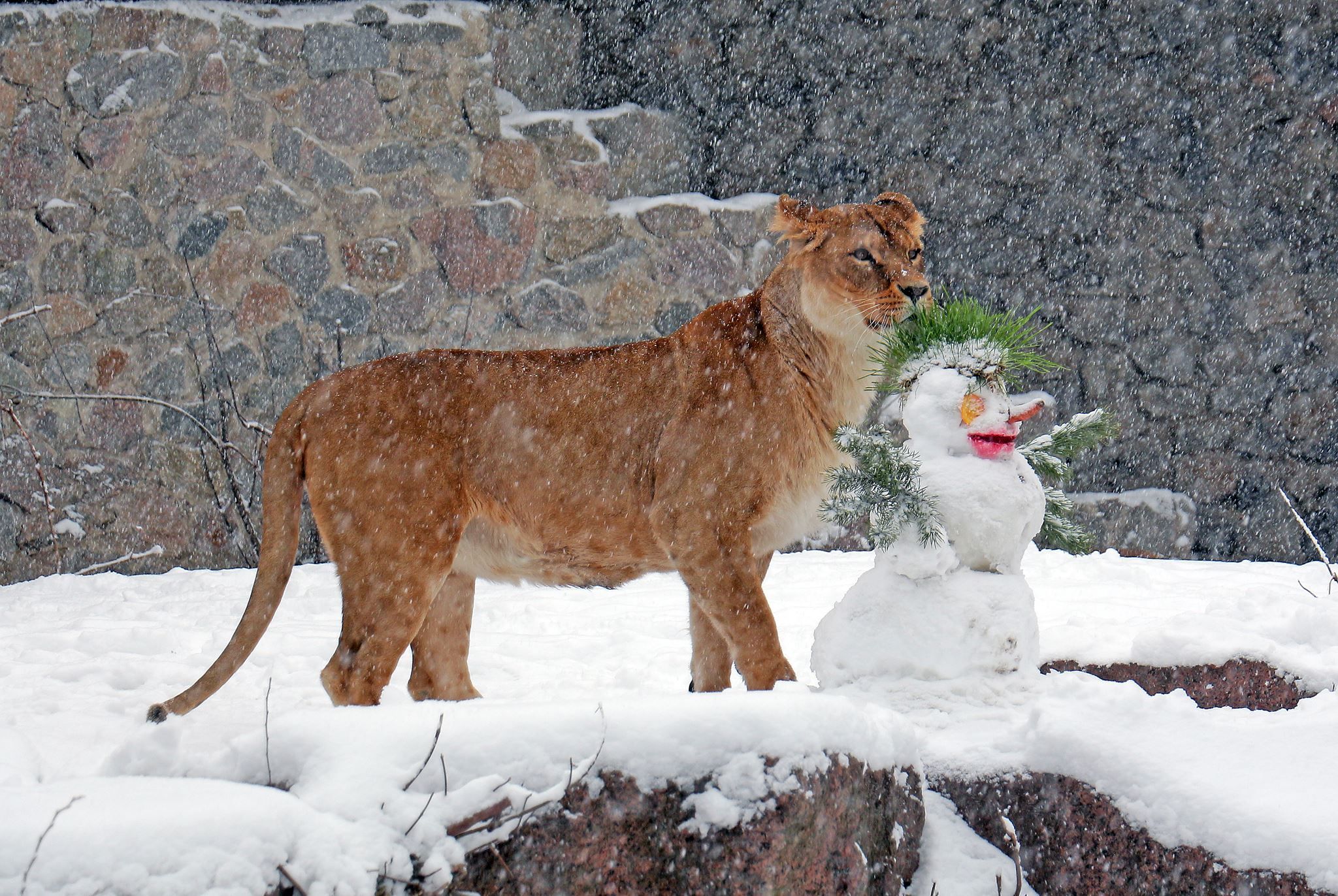 Тварини Київського зоопарку під час снігопаду: казкові фото Тварини Київського зоопарку під час снігопаду: казкові фото