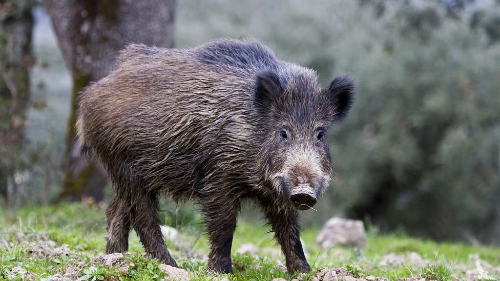Кабан знищив статую Ісуса Христа у польському костелі Кабан знищив статую Ісуса Христа у польському костелі