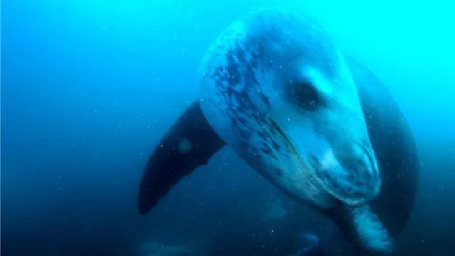 Фото морського леопарда, яке зробив Утєвський