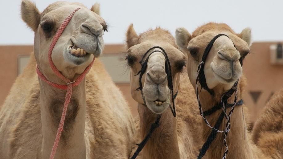 Судді не допустили 12 верблюдів до конкурсу краси через уколи ботоксу