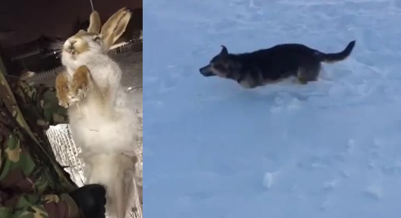 Видео как в Казахстане звери замерзли от аномального холода -56 