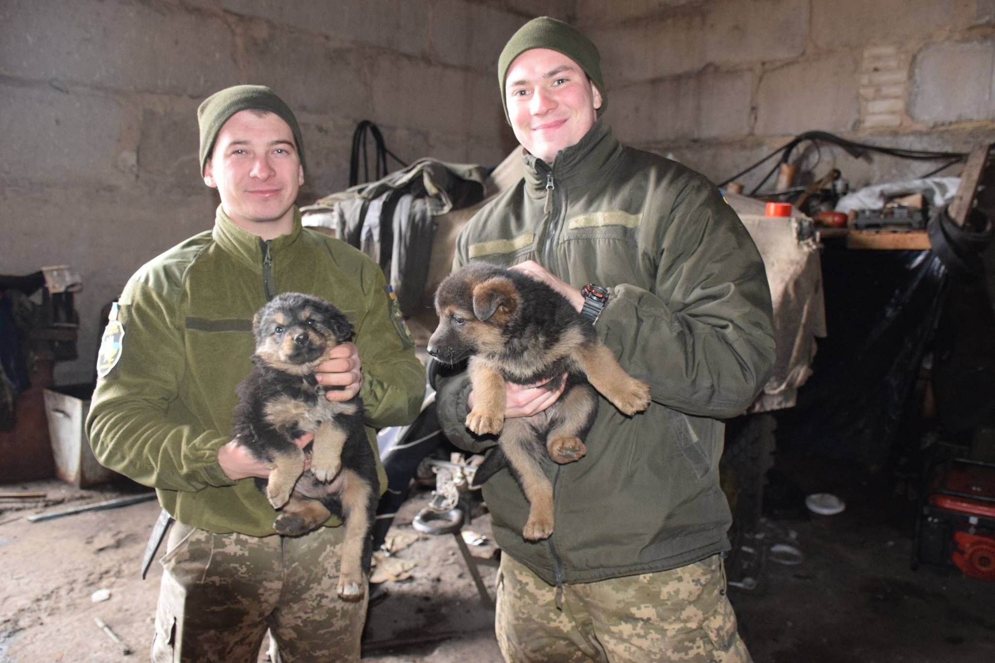 У Міноборони показали фото собаки Бублика, який допомагає рятувати поранених на фронті