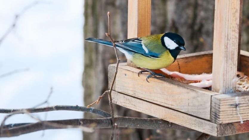 Запорожские волонтеры помогают птицам пережить холодную зиму