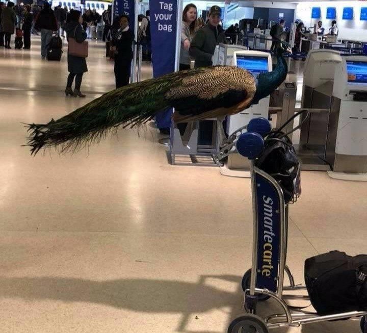 У США авіакомпанія відмовилася пускати в літак павича для емоційної підтримки У США авіакомпанія відмовилася пускати в літак павича для емоційної підтримки