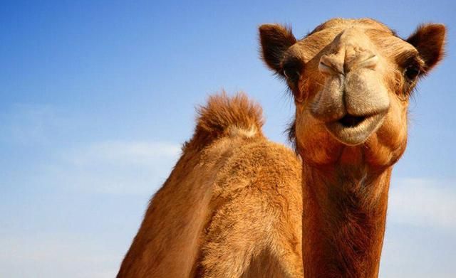 У Росії верблюд на смерть затоптав п'яного чоловіка У Росії верблюд на смерть затоптав п'яного чоловіка