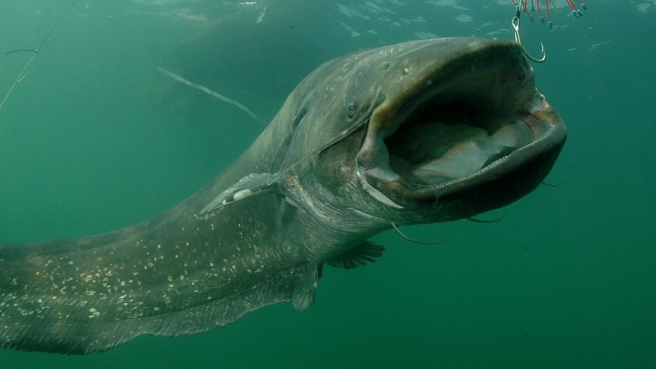 Гигантского сома рыбаки поймали у Черкасс: есть фото Гигантского сома рыбаки поймали у Черкасс: есть фото