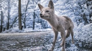 Как выглядит заснеженный Чернобыль: удивительные кадры