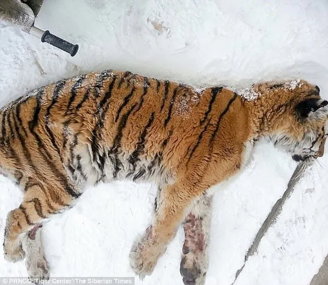 Сибір тигр Росія