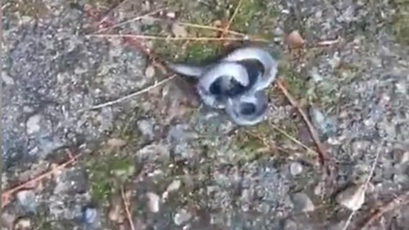 У Китаї знайшли двоголову змію: шокуюче відео У Китаї знайшли двоголову змію: шокуюче відео