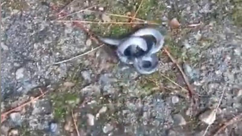 В Китае нашли двухголовую змею: шокирующее видео