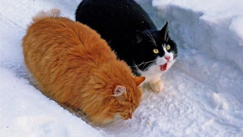 Украину 8 и 9 февраля накроет холодный циклон из Италии Украину 8 и 9 февраля накроет холодный циклон из Италии