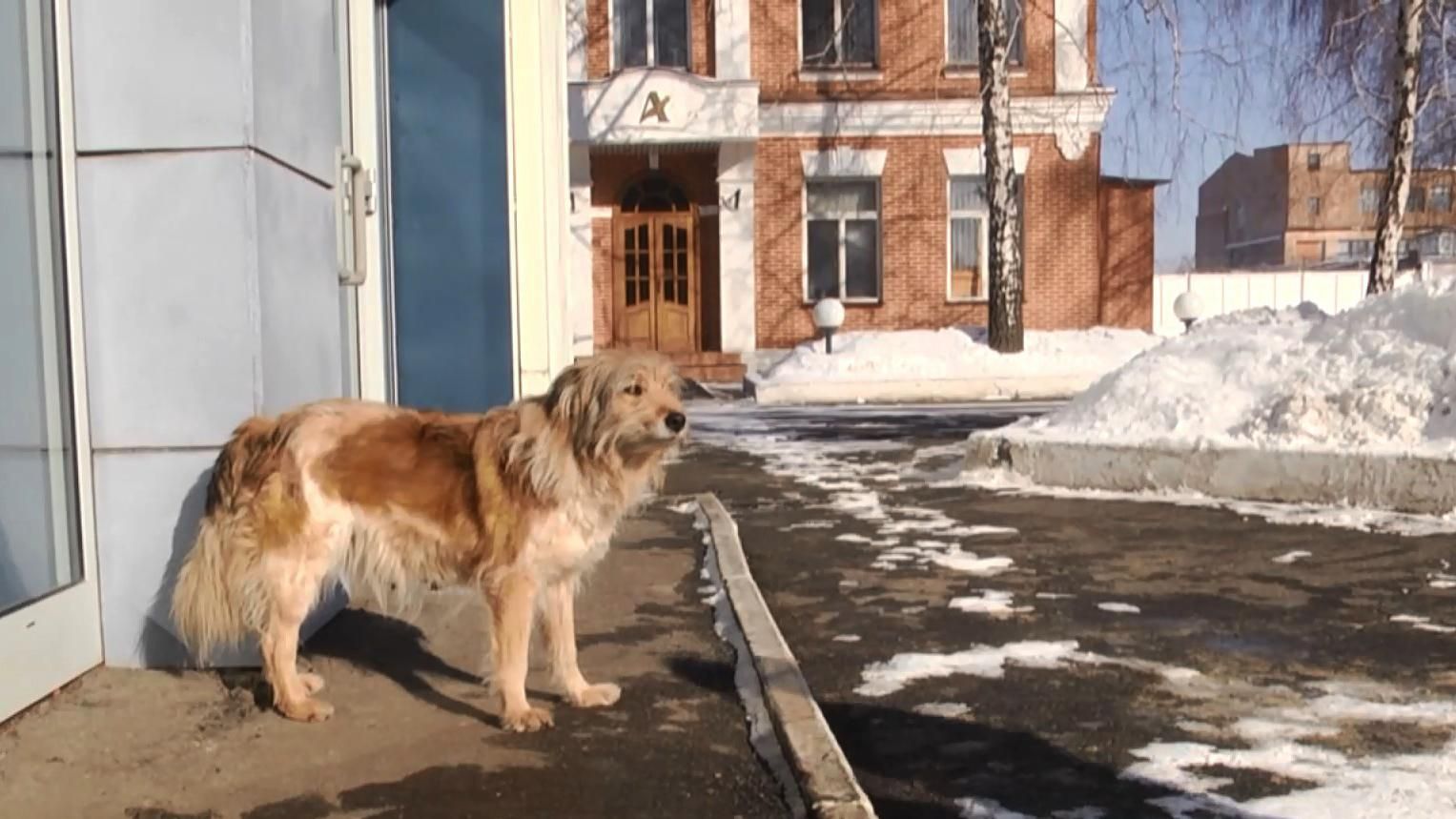 Неймовірна історія харківської "Хатіко": собака 4 роки чекає свого господаря