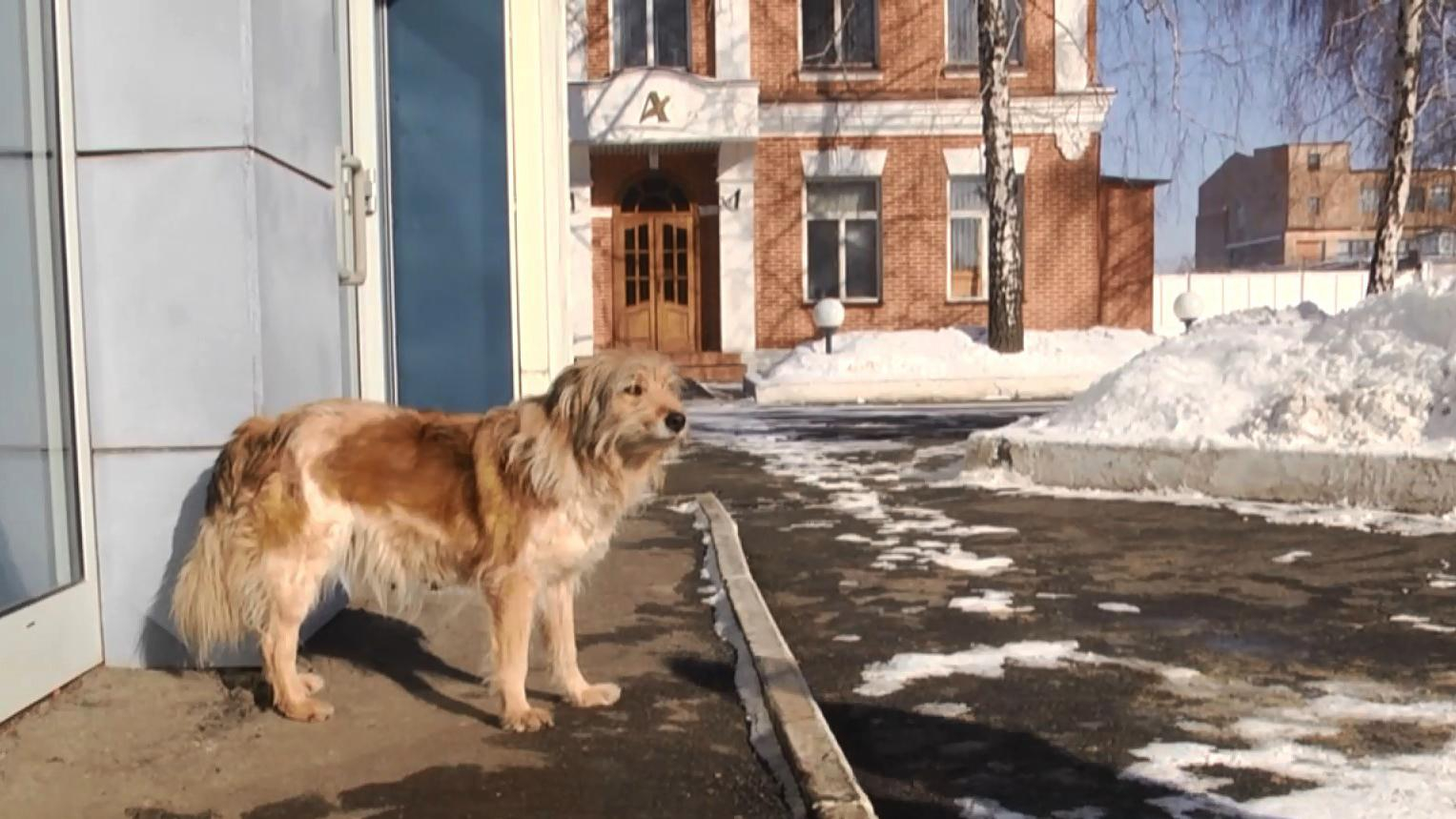 Невероятная история харьковской "Хатико": собака 4 года ждет своего хозяина