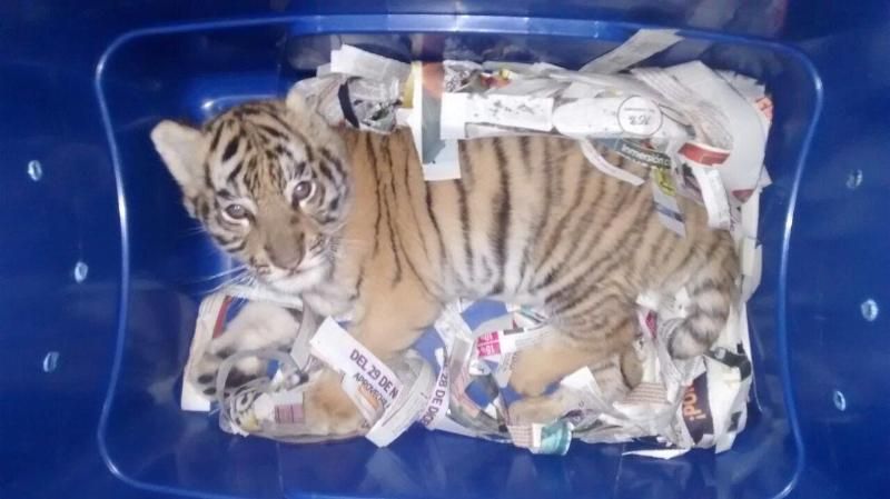 Мексиканська поліція виявила живе тигреня в посилці, яку хтось невідомий відправив у інший штат
