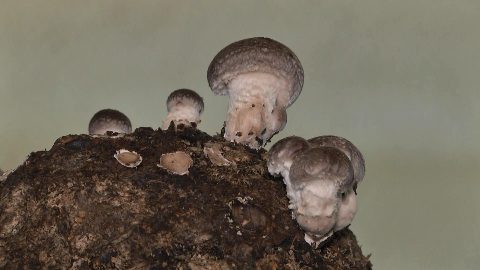 Як українці побудували успішний бізнес на вирощувані екзотичних грибів Як українці побудували успішний бізнес на вирощувані екзотичних грибів