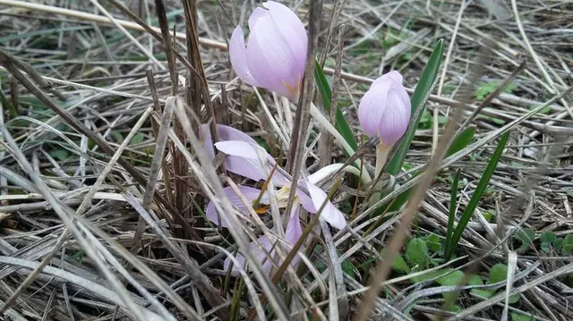 На Арабатській стрілці серед зими зацвіли первоцвіти На Арабатській стрілці серед зими зацвіли первоцвіти