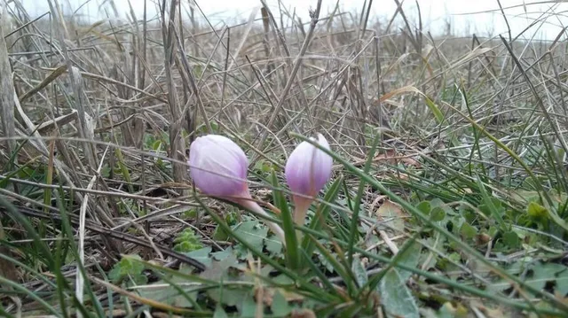 На Арабатській стрілці в лютому зацвіли первоцвіти На Арабатській стрілці в лютому зацвіли первоцвіти