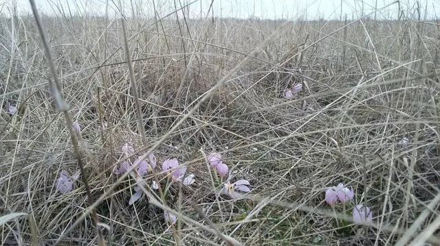 Первоцвіти занесені до Червоної книги України Первоцвіти занесені до Червоної книги України