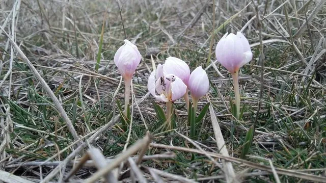 Первоцвіти занесені до Червоної книги України Первоцвіти занесені до Червоної книги України