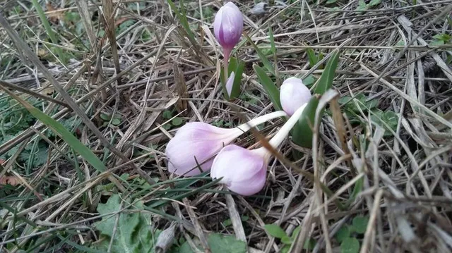 На Арабатській стрілці серед зими зацвіли первоцвіти На Арабатській стрілці серед зими зацвіли первоцвіти