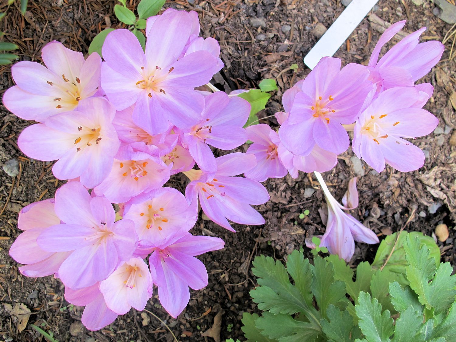 Среди зимы зацвели первоцветы: фото с Арабатской стрелки Среди зимы зацвели первоцветы: фото с Арабатской стрелки