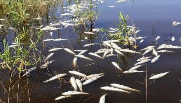 Наслідки забруднення води