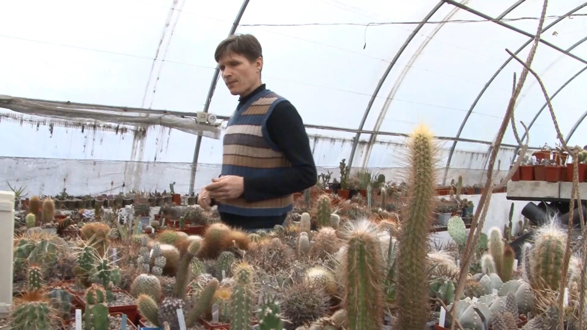 Як виглядає українська ферма кактусів