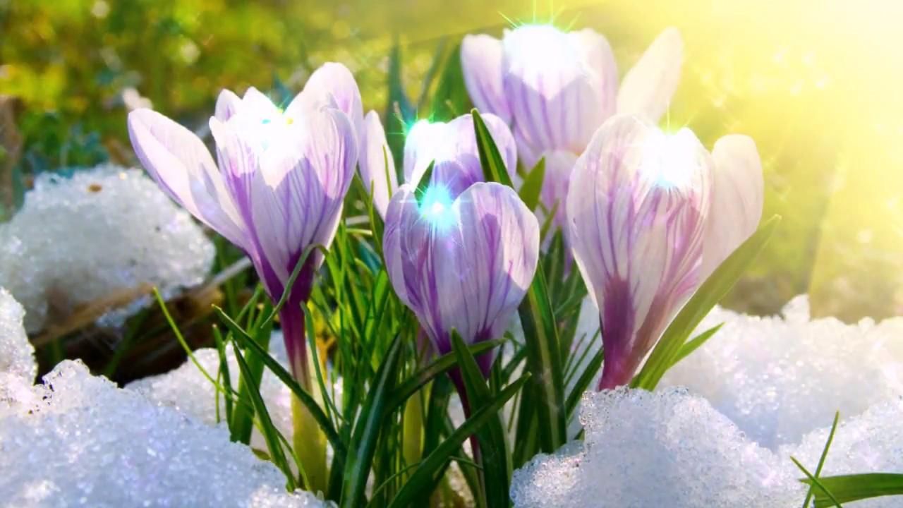 Коли в Україні настане справжня весна: прогноз від синоптика