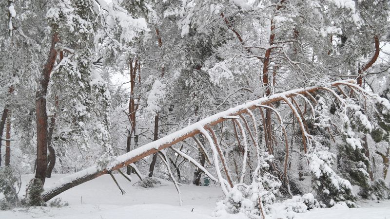 Ужасные последствия непогоды: лесники Черкасской области до сих пор ликвидируют последствия Ужасные последствия непогоды: лесники Черкасской области до сих пор ликвидируют последствия