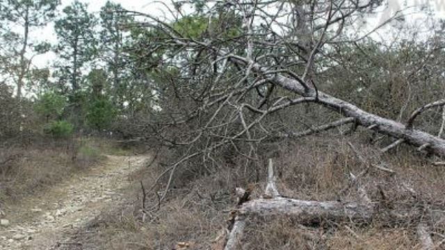 В анексованому Криму трапилося екологічне лихо через посуху В анексованому Криму трапилося екологічне лихо через посуху
