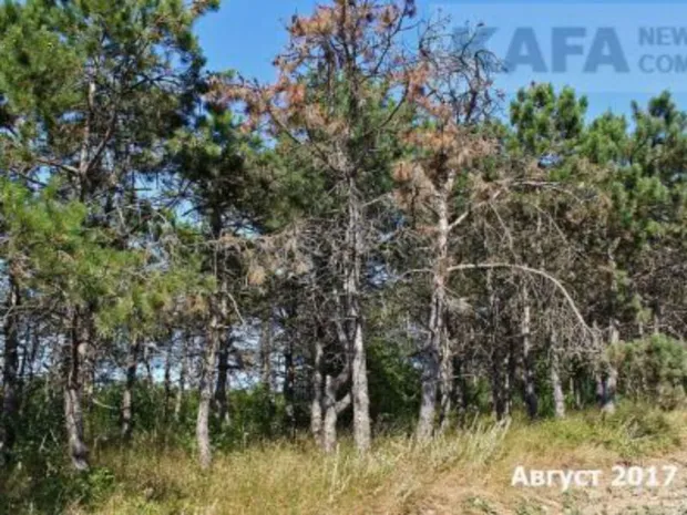Екологічне лихо у Криму Екологічне лихо у Криму