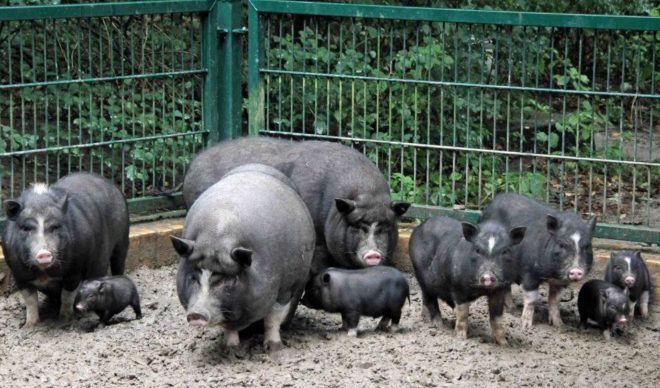На Миколаївщині домашні свині з'їли чоловіка