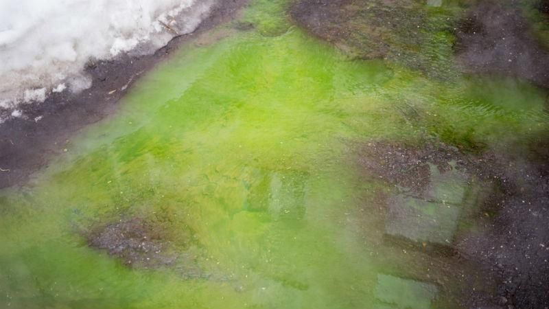 Вулиці російського міста залила зелена вода Вулиці російського міста залила зелена вода