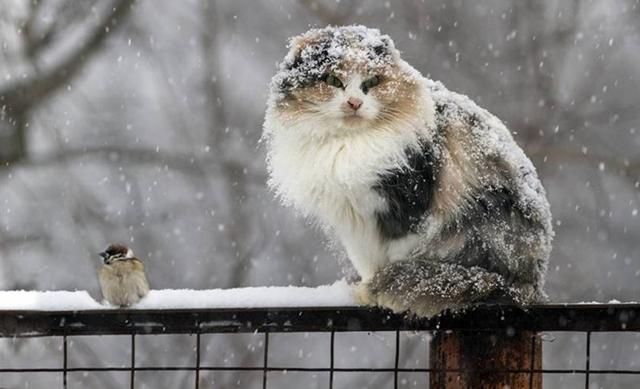 Погода 27 лютого в Україні: мороз, снігопади та хуртовини Погода 27 лютого в Україні: мороз, снігопади та хуртовини