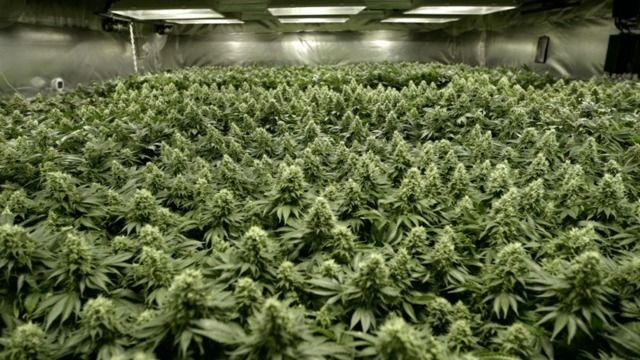 На биржу Nasdaq выставят акции компании, которая выращивает марихуану