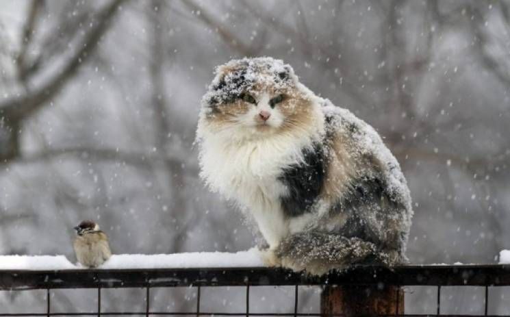 Прогноз погоды на 3 марта в Украину врывается еще один циклон Прогноз погоды на 3 марта в Украину врывается еще один циклон