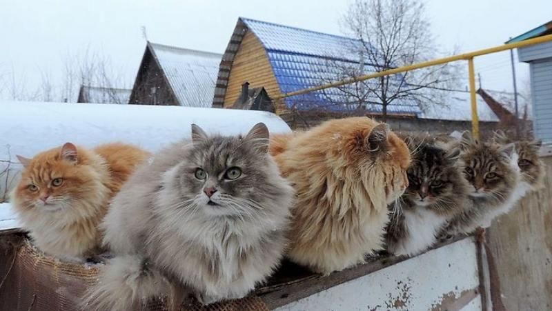 Мертвые кошки на заборе: жуткий случай произошел в Киеве (18+)