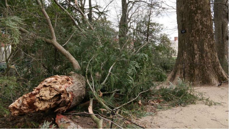 Потужна буря зламала дерево, яке посадив Джордж Вашингтон