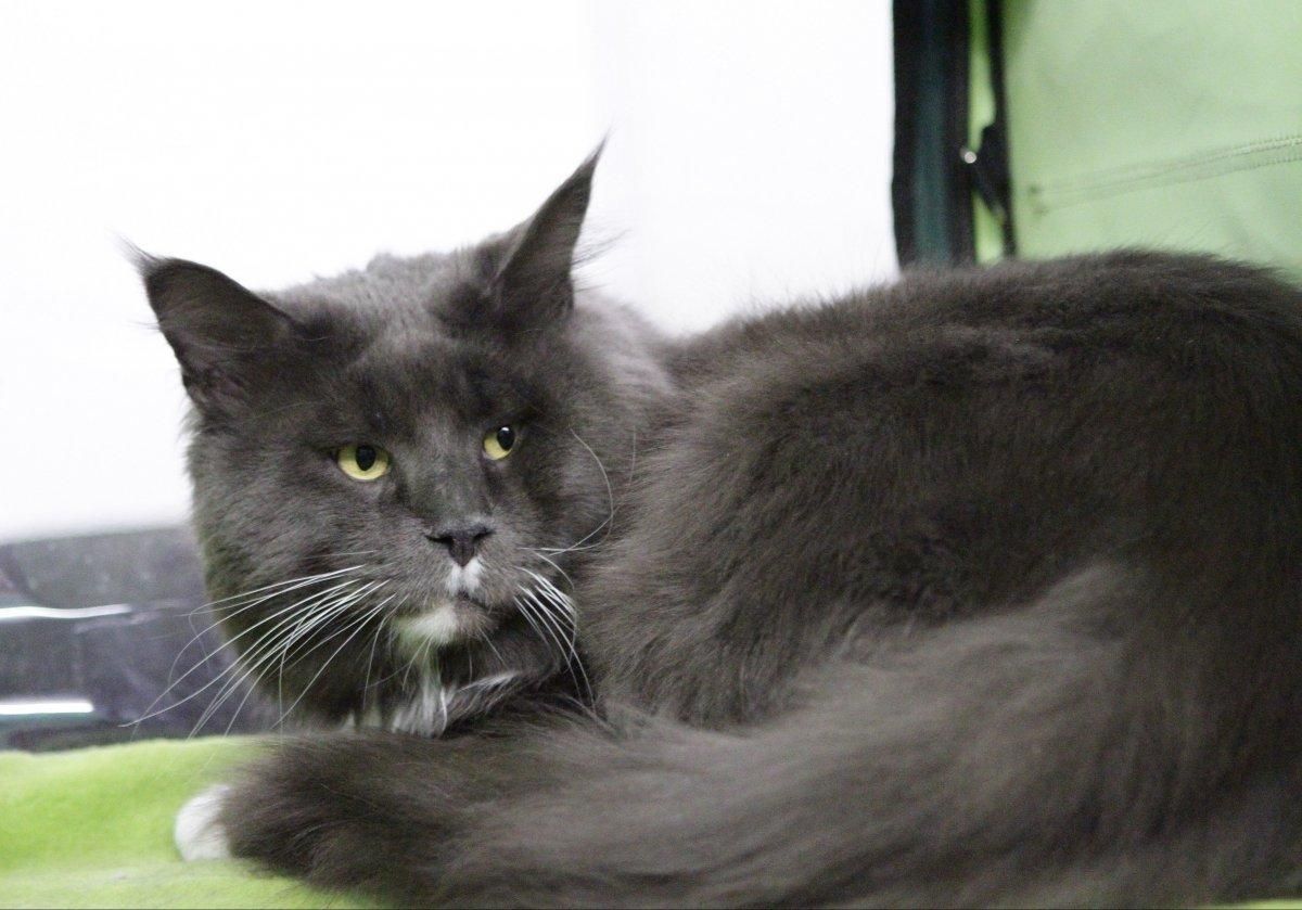 В Киеве показали крупнейшего кота страны: фото В Киеве показали крупнейшего кота страны: фото