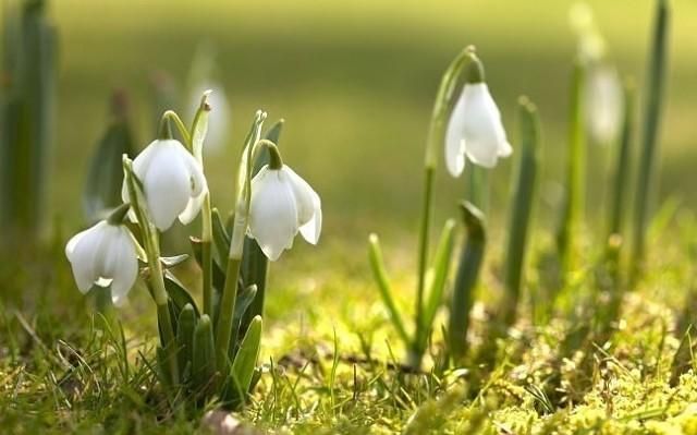 Погода 8 марта в Украине: тепло и солнце 8 марта 2018 Погода 8 марта в Украине: тепло и солнце 8 марта 2018