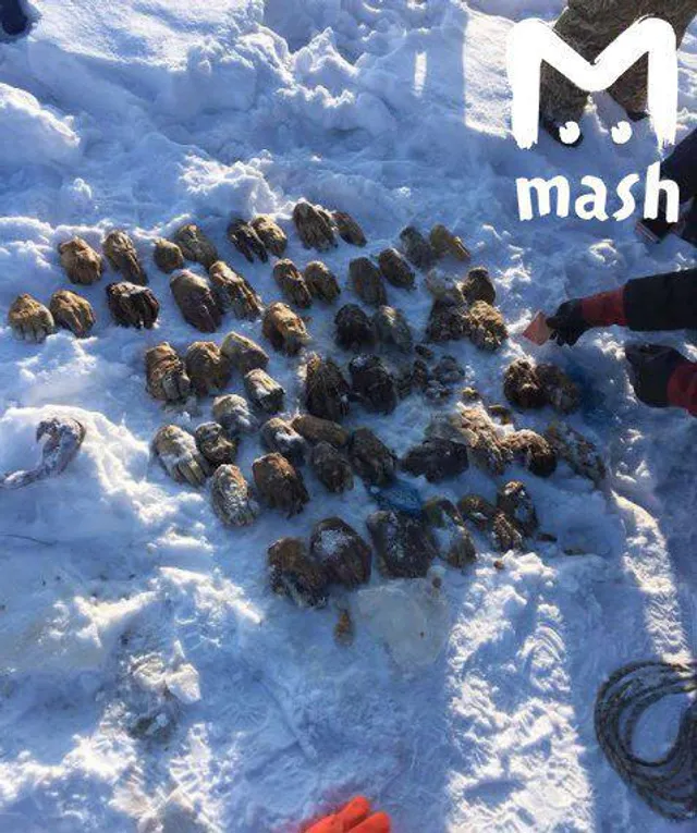 У Росії знайшли мішок з людськими кінцівками У Росії знайшли мішок з людськими кінцівками