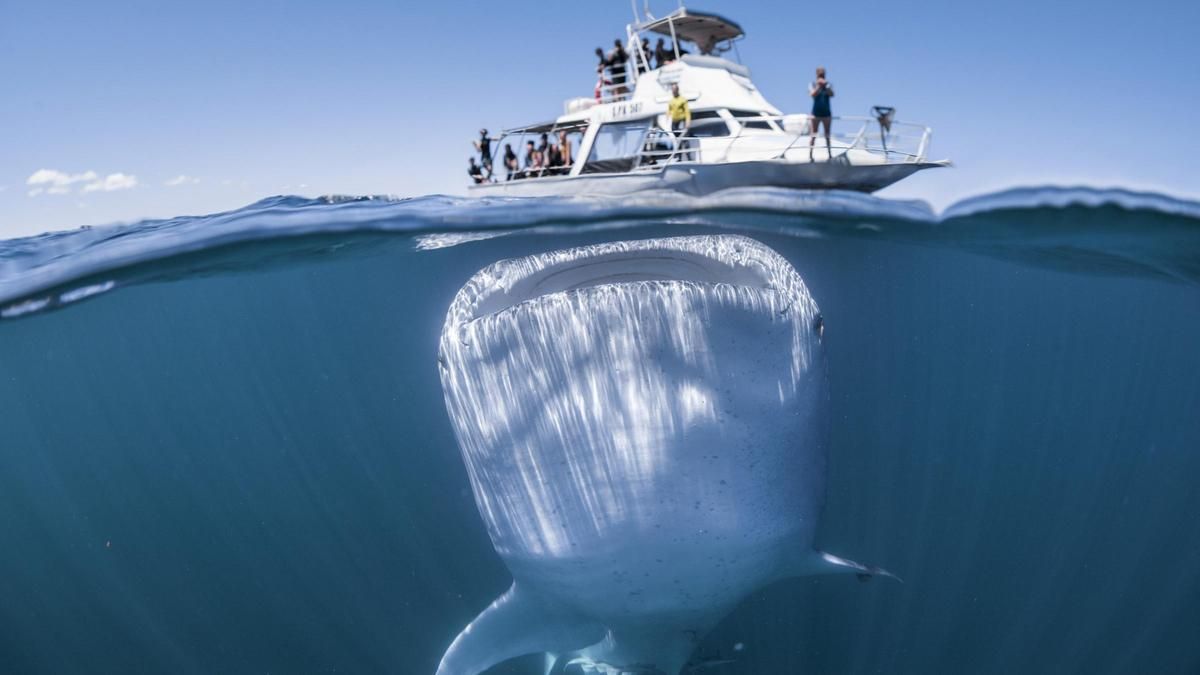Гигантская китовая акула подплыла под катер с туристами: невероятные фото