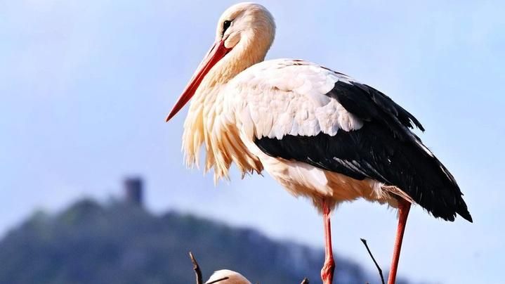 Во Львове активисты помогают аистам пережить возвращение зимы Во Львове активисты помогают аистам пережить возвращение зимы