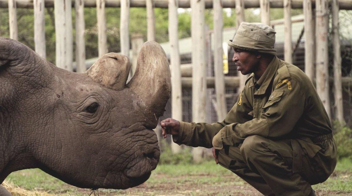 У Кенії помер останній у світі самець білого носорога