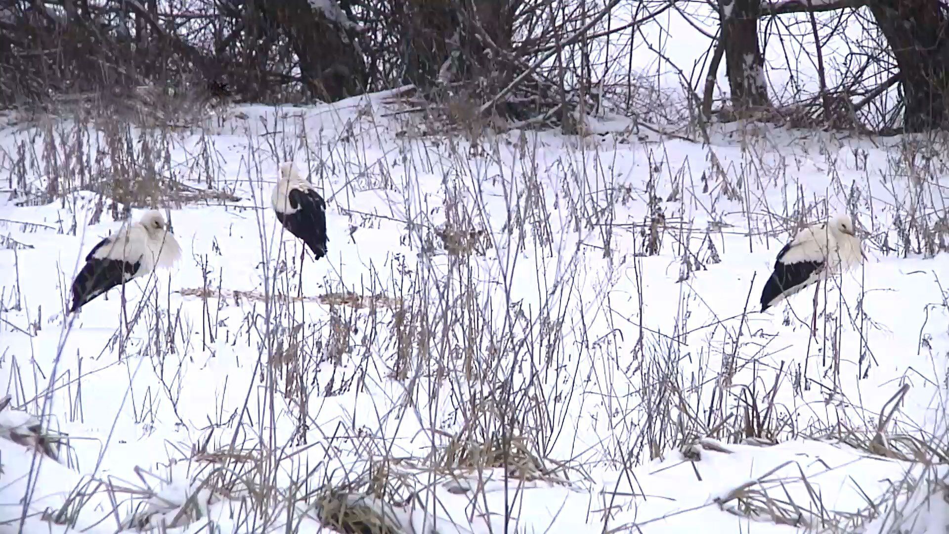 Як на Тернопільщині рятують сотню лелек, які гинуть від негоди Як на Тернопільщині рятують сотню лелек, які гинуть від негоди